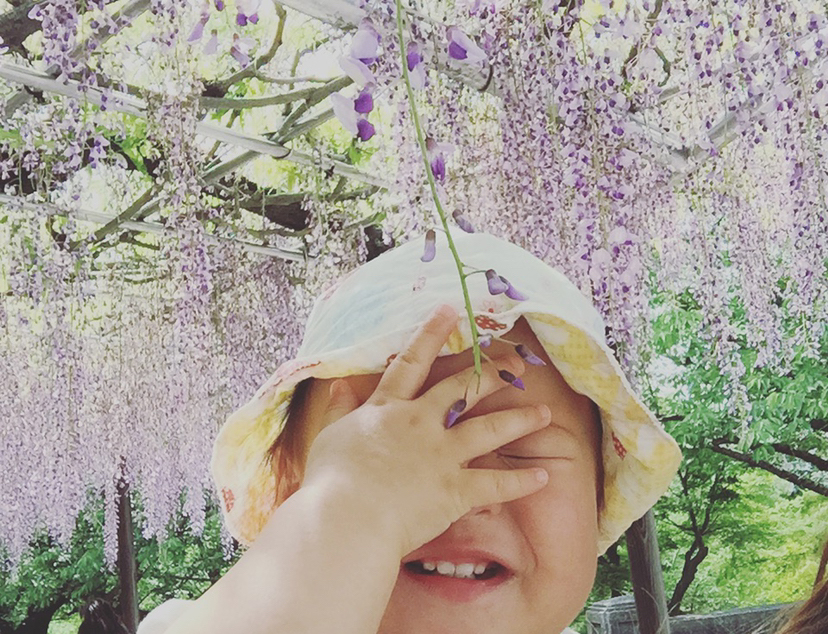 五万石藤